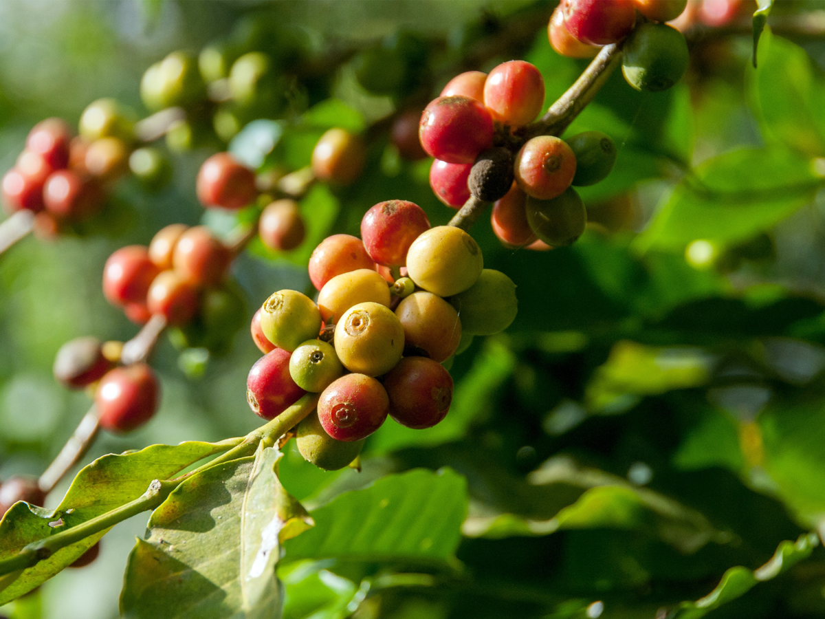 Here’s how coffee businesses can tackle climate change