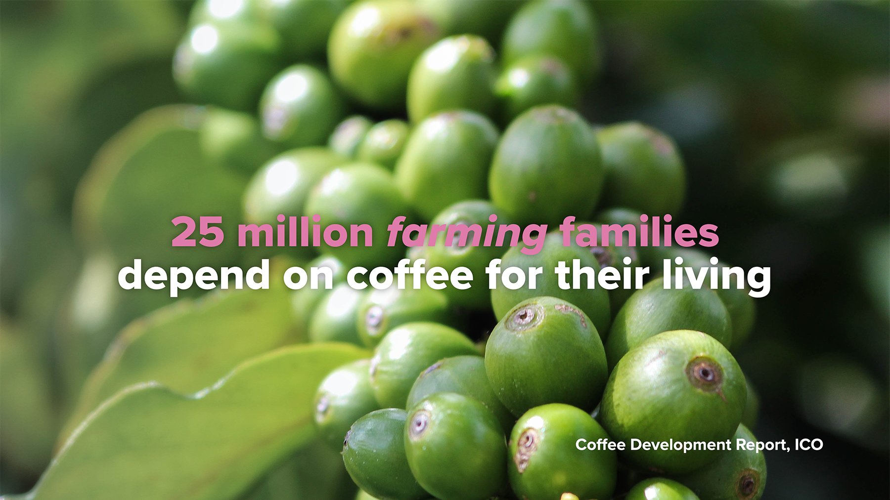 25 million farming families depend on coffee for their livelihood 