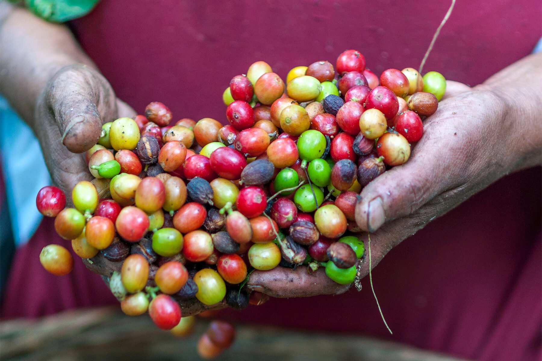 Coffee is able to play a role in the global development agenda by helping to lift the rural poor out of poverty through better coffee production. 